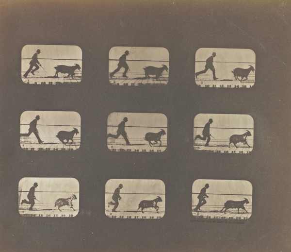 Running; Eadweard J. Muybridge, American, born England, 1830 - 1904, United States; 1878 - 1881; Iron salt process; 18.9 x 22.6