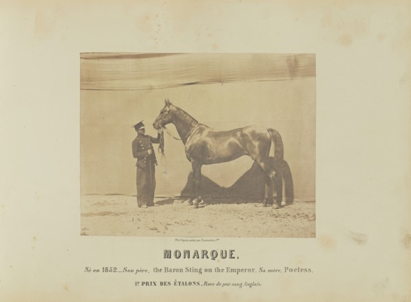 Monarque; Adrien Alban Tournachon, French, 1825 - 1903, France; 1860; Salted paper print; 17.5 × 22.3 cm, 6 7,8 × 8 3,4 in