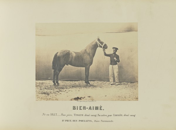 Bien-Aimé; Adrien Alban Tournachon, French, 1825 - 1903, France; 1860; Salted paper print; 17 × 22.2 cm, 6 11,16 × 8 3,4 in