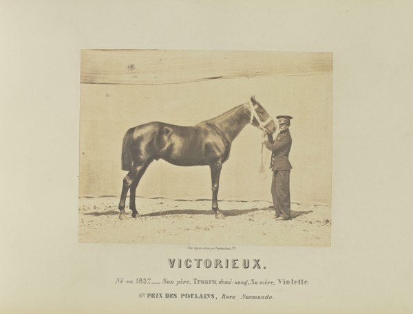 Victorieux; Adrien Alban Tournachon, French, 1825 - 1903, France; 1860; Salted paper print; 17.1 × 22.3 cm, 6 3,4 × 8 3,4 in