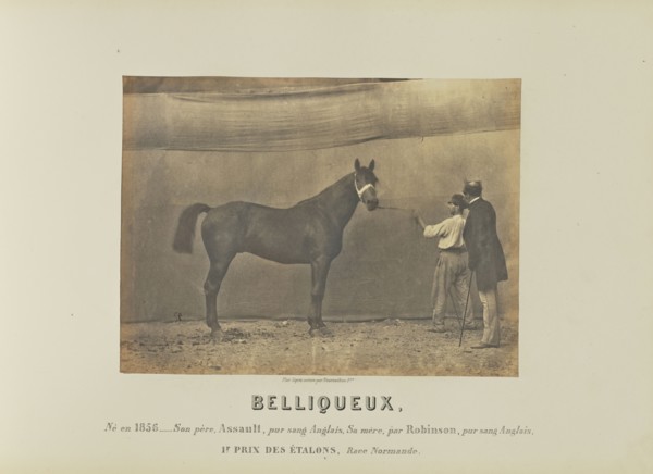 Belliqueux; Adrien Alban Tournachon, French, 1825 - 1903, France; 1860; Salted paper print; 17.7 × 23.5 cm, 6 15,16 × 9 1,4 in