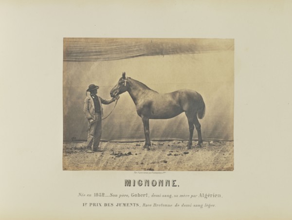 Mignonne; Adrien Alban Tournachon, French, 1825 - 1903, France; 1860; Salted paper print; 17 × 22.1 cm, 6 11,16 × 8 11,16 in