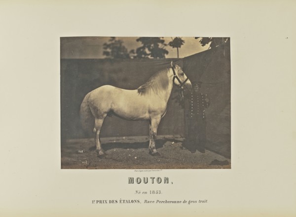 Mouton; Adrien Alban Tournachon, French, 1825 - 1903, France; 1860; Salted paper print; 17.3 × 22.2 cm, 6 13,16 × 8 3,4 in