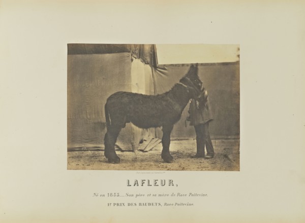 Lafleur; Adrien Alban Tournachon, French, 1825 - 1903, France; 1860; Salted paper print; 16.4 × 22.3 cm, 6 7,16 × 8 3,4 in