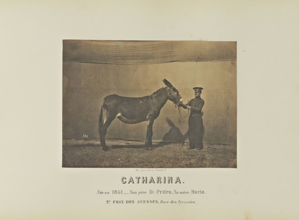 Catharina; Adrien Alban Tournachon, French, 1825 - 1903, France; 1860; Salted paper print; 16.5 × 22.5 cm, 6 1,2 × 8 7,8 in