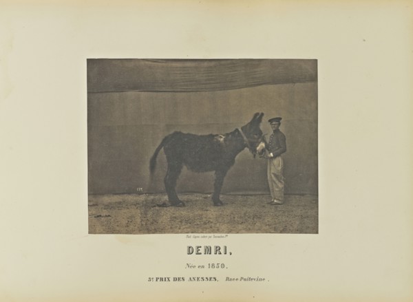 Demri; Adrien Alban Tournachon, French, 1825 - 1903, France; 1860; Salted paper print; 16.7 × 22.1 cm, 6 9,16 × 8 11,16 in