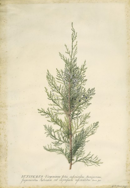 Juniper; Georg Dionysius Ehret, German, 1708 - 1770, Germany; 1745; Gouache and graphite on vellum; 52.5 x 36.7 cm