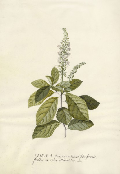 Spiraea; Georg Dionysius Ehret, German, 1708 - 1770, Germany; 1743; Gouache and graphite on vellum; 47.3 x 33.7 cm