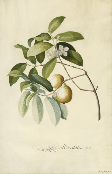 Guava; Georg Dionysius Ehret, German, 1708 - 1770, Germany; 1750s; Gouache and graphite on vellum; 52.7 x 35.6 cm