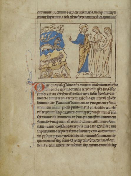 The Creation of the Animals and of Adam and Eve; England; about 1250 - 1260; Pen-and-ink drawings tinted with body color