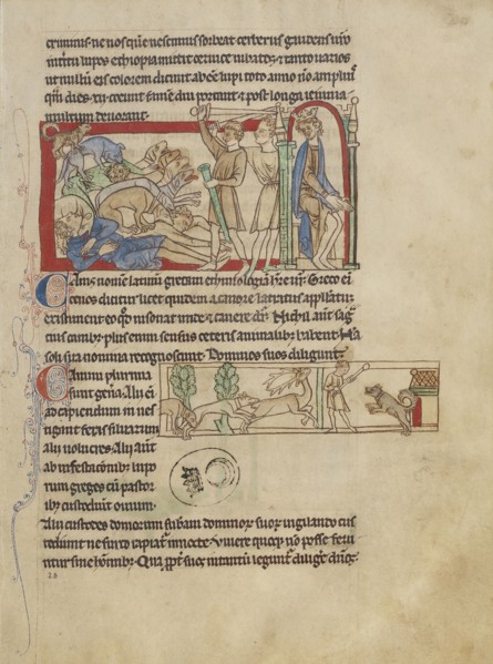 Dogs; England; about 1250 - 1260; Pen-and-ink drawings tinted with body color and translucent washes on parchment; Leaf