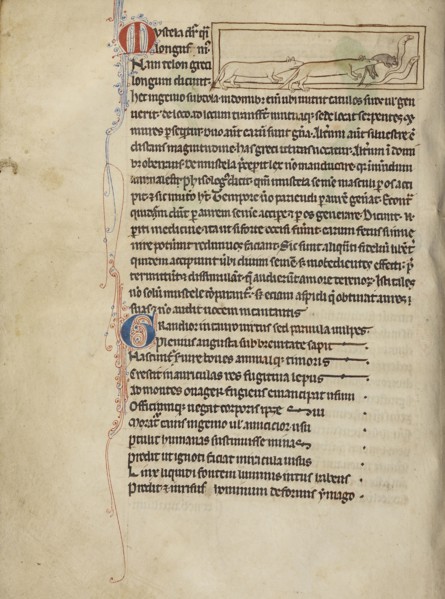 Weasels; England; about 1250 - 1260; Pen-and-ink drawings tinted with body color and translucent washes on parchment; Leaf