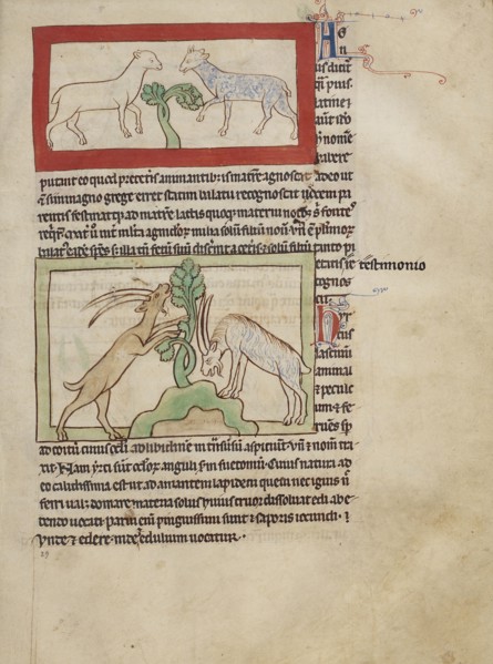 Lambs; Goats; England; about 1250 - 1260; Pen-and-ink drawings tinted with body color and translucent washes on parchment; Leaf
