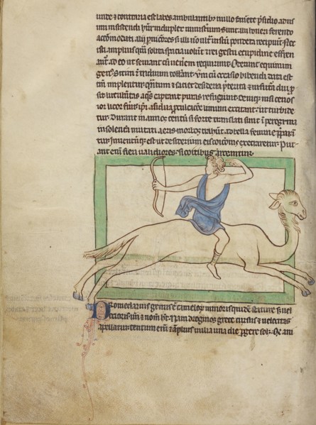 A Dromedary; England; about 1250 - 1260; Pen-and-ink drawings tinted with body color and translucent washes on parchment; Leaf