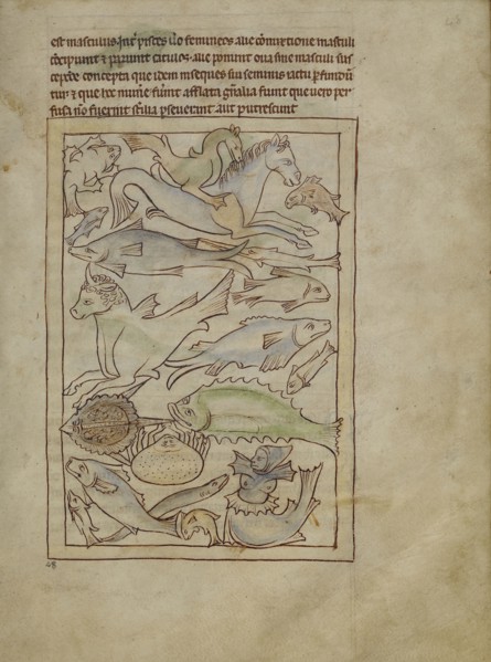 Fish and Sea Monsters; England; about 1250 - 1260; Pen-and-ink drawings tinted with body color and translucent washes