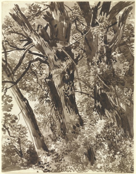 Trunks and Branches; Franz Innocenz Kobell, German, 1749 - 1822, Germany; about 1797 - 1819; Brown ink and wash; 21.2 x 16.4 cm
