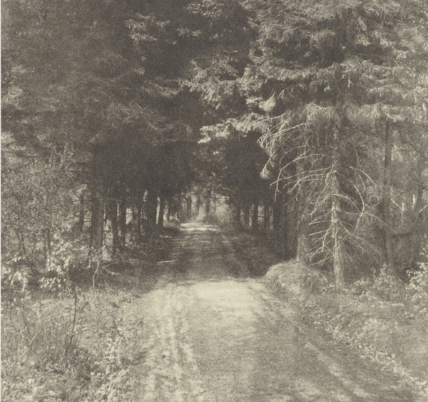Fir Woods near Leith Hill, Surrey; Frederick H. Evans, British, 1853 - 1943, London, England; negative 1909; print 1911