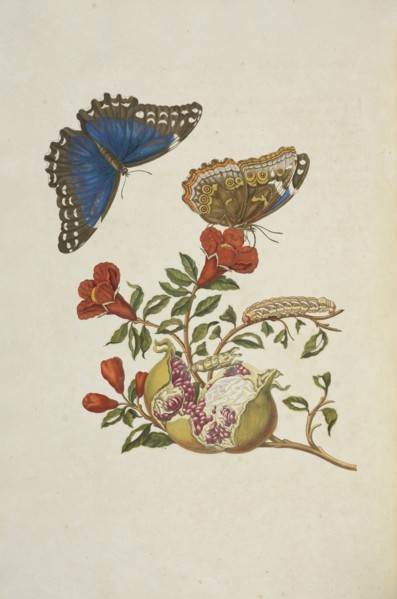 Branch of a pomegranate tree, Punica granatum, with blue morpho butterfly, Morpho menelaus, and larva of banded sphinx Eumorpha