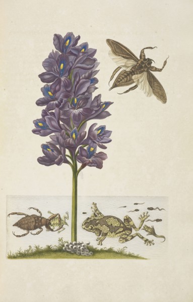 Water hyacinth, Eichhornia crassipes, with giant water bugs, Lethocerus grandis, veined tree-frog, Phrynohyas venulosa