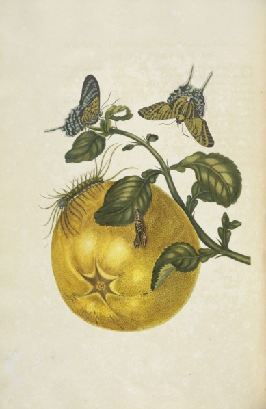 Pomelo or shaddock, Citrus maxima, with metamorphosis of moth, Urania leilus, Maria Sybilla Meriaen Over de voortteeling