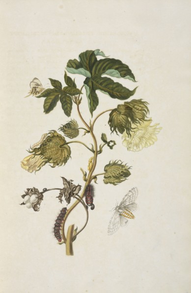 Branch of a cotton tree in flower, Gossypium barbadense, with butterfly, Helicopis cupido, and metamorphosis of moth of