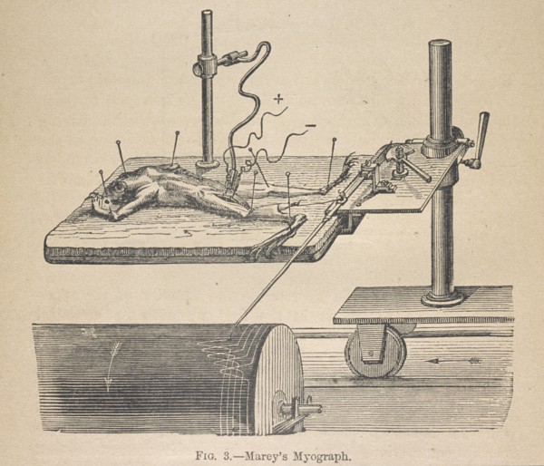 Marey's myograph, Animal mechanism: a treatise on terrestrial and aërial locomotion, Marey, Etienne-Jules, 1830-1904, Engraving