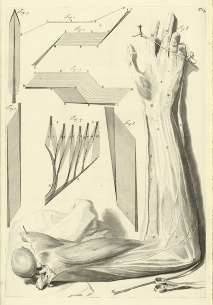 Plate 64, Godefridi Bidloo, medicinae doctoris and chirurgi, Anatomia humani corporis: centum and quinque tabulis