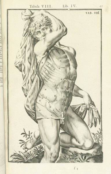 Lib. IV, Tabula VIII, Lib. IV, Adriani Spigelii Bruxellensis equitis D. Marci, olim in Patavino gymnasio anatomiae et chirurgiae