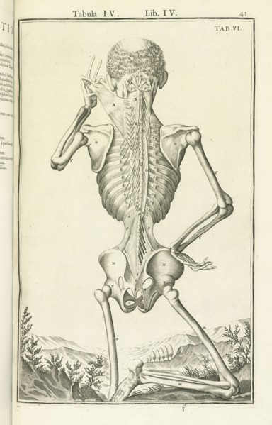 Tabula IV, Lib. IV., Tab. VI., Tabula IV, Lib. IV. Adriani Spigelii Bruxellensis equitis D. Marci, olim in Patavino gymnasio