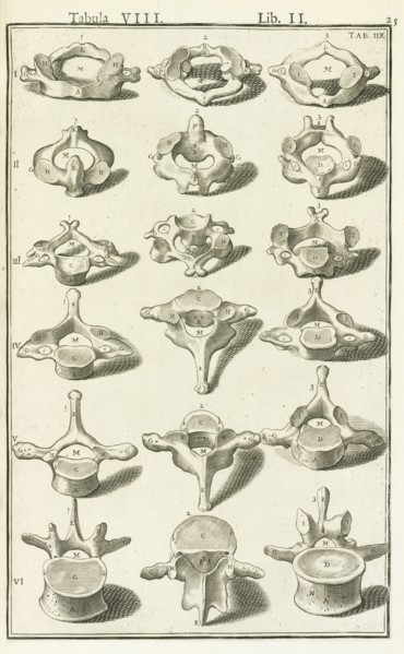 Lib. II, Tabula VIII, Lib. II, Adriani Spigelii Bruxellensis equitis D. Marci, olim in Patavino gymnasio anatomiae et chirurgiae