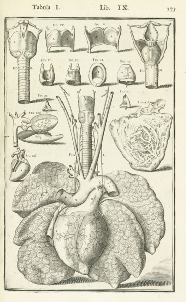 Lib. IX., Tabula I, Lib. IX. Adriani Spigelii Bruxellensis equitis D. Marci, olim in Patavino gymnasio anatomiae et chirurgiae