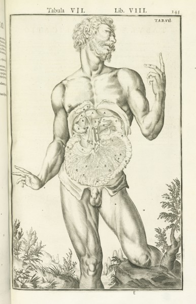 Lib. VIII, Tabula VII, Lib. VIII, Adriani Spigelii Bruxellensis equitis D. Marci, olim in Patavino gymnasio anatomiae