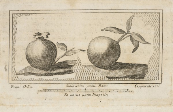 Fruit, Delle antichità di Ercolano, Baiardi, Ottavio Antonio, 1694-1764, Engraving, 1757-1792, Plate 11 in volume 2, page 64