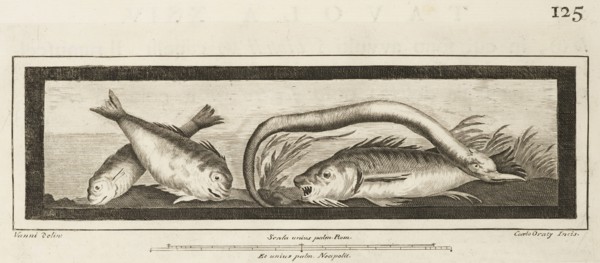Tavola XXIV, Delle antichità di Ercolano, Baiardi, Ottavio Antonio, 1694-1764, Engraving, 1757-1792, Plate 24 on page 125.
