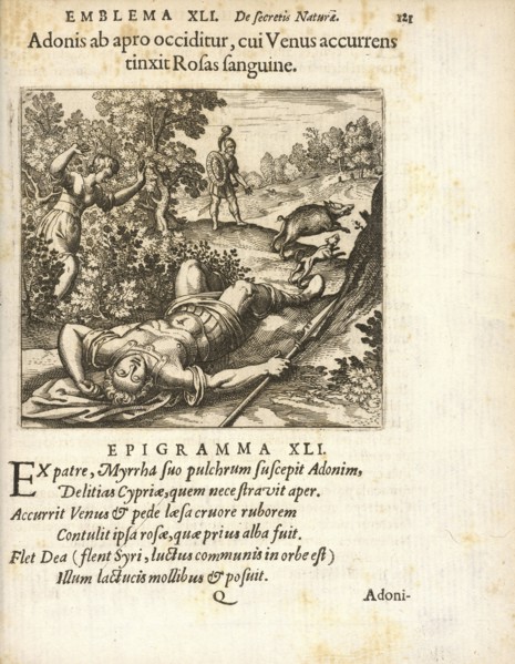 Emblema XLI: Adonis ab apro occiditur, cui Venus accurrens tinxit Rosas sanguine. Michaelis Majeri, Secretioris naturae