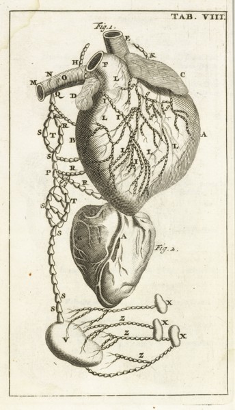 Tab. VIII, Steph. Blancardi Anatomia reformata, sive, Concinna corporis humani dissectio, ad neotericorum mentem adornata