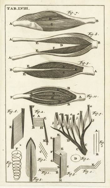 Tab. LVIII, Steph. Blancardi Anatomia reformata, sive, Concinna corporis humani dissectio, ad neotericorum mentem adornata