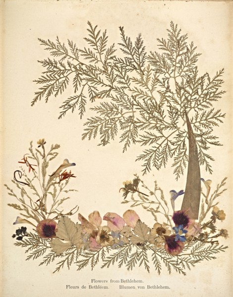 Album: flowers and pictures of the Holy Land, Boulos Meo, 1890s