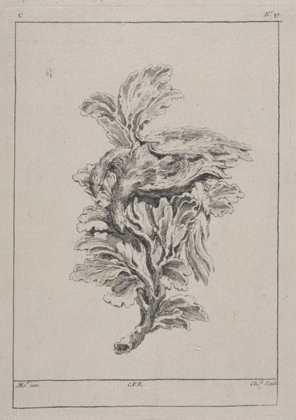 Plate C19 from the Livre de légumes inventées et dessinées par J. Me.r, Chedel, Pierre Quentin, 1705-1763, Huquier, Gabriel