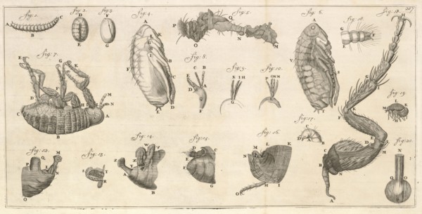 Microscopic images of a flea and flea larvae, Arcana naturae detecta, Leeuwenhoek, Antoni va, 1632-1723, Copper engraving, 1695