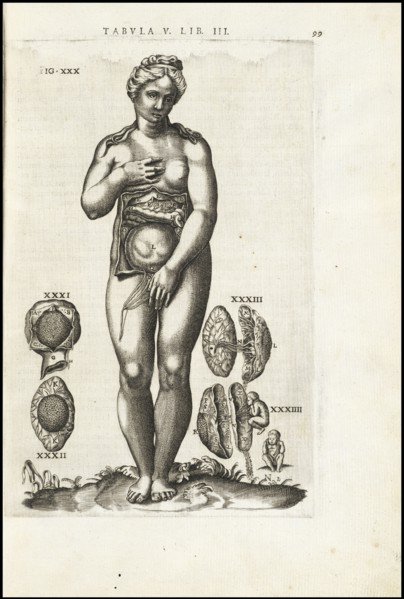 Female figure with reproductive organs, Vivae imagines partivm corporis hvmani aereis formis expressae, Vesalius, Andreas, 1514