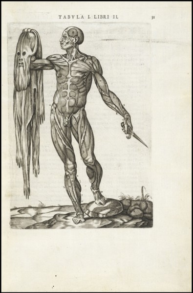 Male figure with skin removed, Vivae imagines partivm corporis hvmani aereis formis expressae, Vesalius, Andreas, 1514-1564