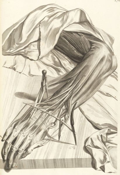 Septuagesima tabula, Godefridi Bidloo, medicinae doctoris and chirurgi, Anatomia humani corporis: centum and quinque tabulis