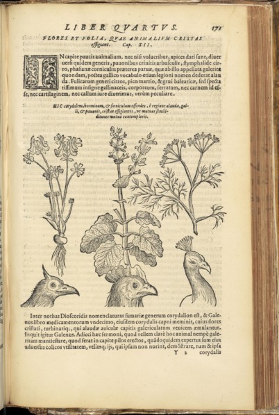 With ill. of birds' heads, Phytognomonica Io. Baptistae Portae Neap., octo libris contenta: in quibus noua, facillimaque