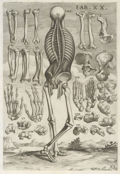 Plate 20, Tabulæ anatomicæ, Petrioli, Gaetano, Pietro, da Cortona, 1596-1669, Engraving, 1741