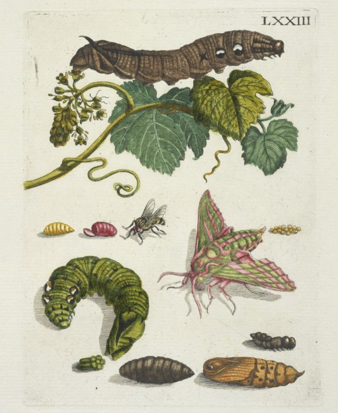 Druivenblossem, De Europische insecten, Merian, Maria Sibylla, 1647-1717, Engraving, hand-colored, 1730