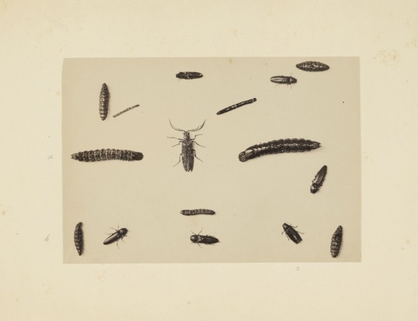 Beetle study, Studies of Indian insects, Saché, John Edward, Albumen