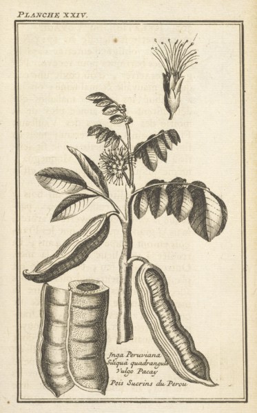 Siliquâ quadrangula vulgo pacay, Pois sucrins du Perou, Inga peruviana, Siliquâ quadrangula vulgo pacay, Pois sucrins du Perou
