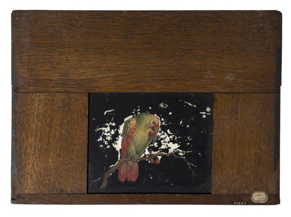 Hand-painted glass plate in wooden frame for illumination cabinet, image of parrot on branch with cherries, slide plate