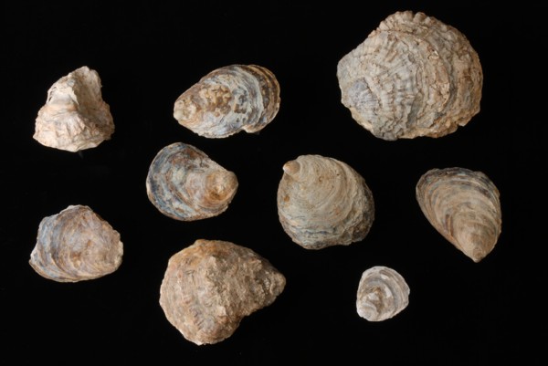 Number of oyster shells from Oude Haven waste package, Rotterdam, shell waste ground find lime, Oyster shells Various sizes